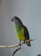 papoušek senegalský