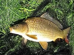 PRODÁM Kapr obecný z výlovu 55,-/Kg