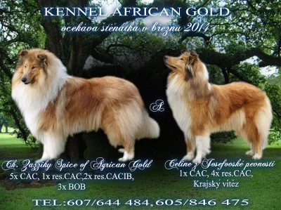 Ch.s.African Gold