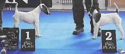 Tříbarevná štěňata foxteriéra hladkosrstého