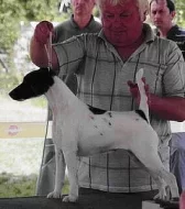 Tříbarevná štěňata foxteriéra hladkosrstého