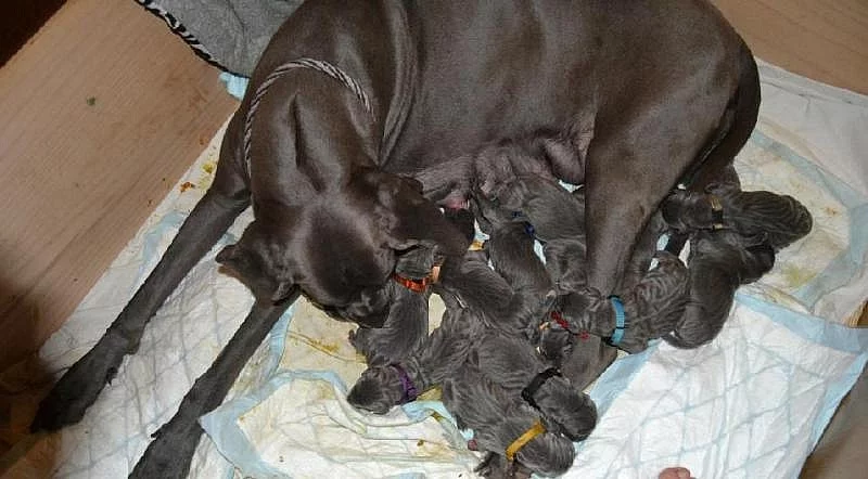 Německá doga modrá s PP