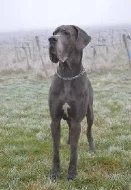 Německá doga modrá s PP