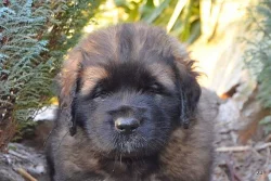Leonberger štěňátka