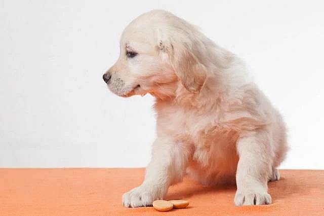 Zlatý retrívr - golden retriever s PP