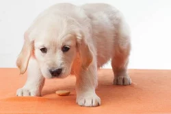 Zlatý retrívr - golden retriever s PP