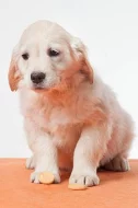 Zlatý retrívr - golden retriever s PP