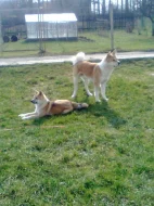 Akita-Inu