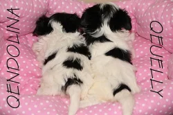 Biewer terrier