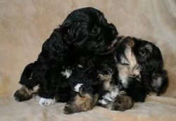 Ruská barevná bolonka - štěňátka