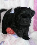 Ruská barevná bolonka - štěňátka