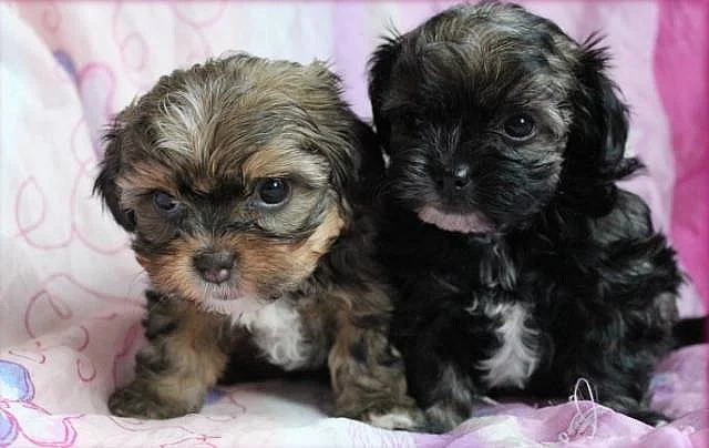 Ruská barevná bolonka - štěňátka