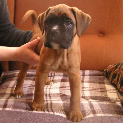 Boxer s PP