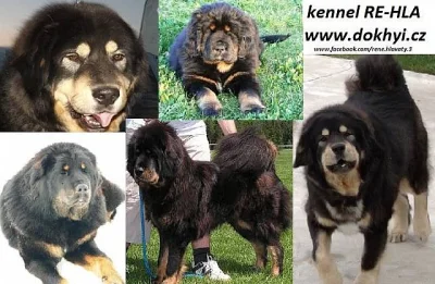 Tibetská Doga štěňátka