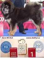 Tibetská Doga štěňátka