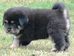 Tibetská Doga štěňátka
