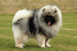 Keeshond / vlčí špic prodám štěňata s PP po kvalit