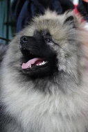 Keeshond / vlčí špic prodám štěňata s PP po kvalit