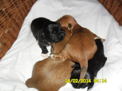 Lhasa apso s PP