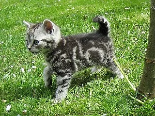 Whiskas kotě britské krátkosrsté stříbřité