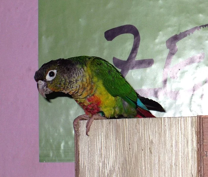 Pyrrhura Molinae