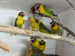 Agapornis fišeri a škraboškový
