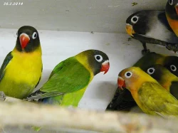 Agapornis fišeri a škraboškový
