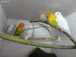 Agapornis fišeri a škraboškový