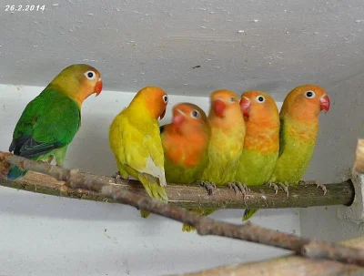 Agapornis fišeri a škraboškový