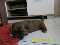 Lhasa apso s PP