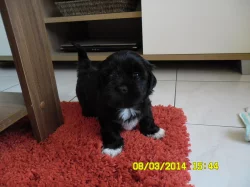 Lhasa apso s PP
