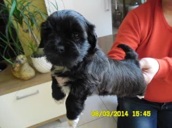 Lhasa apso s PP