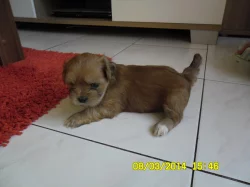 Lhasa apso s PP