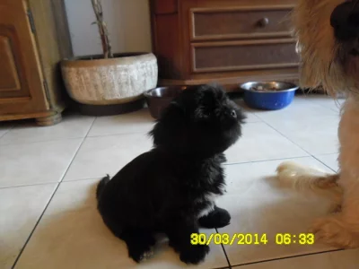 Lhasa apso s PP