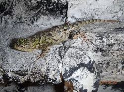 SCELOPORUS MALACHITICUS (Leguánek malachitový)