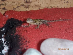 SCELOPORUS MALACHITICUS (Leguánek malachitový)