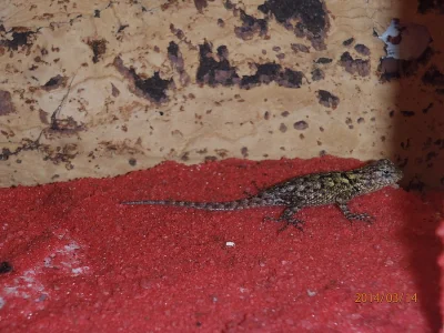 SCELOPORUS MALACHITICUS (Leguánek malachitový)