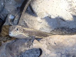 ještěrkovec velký - Gerrhosaurus major