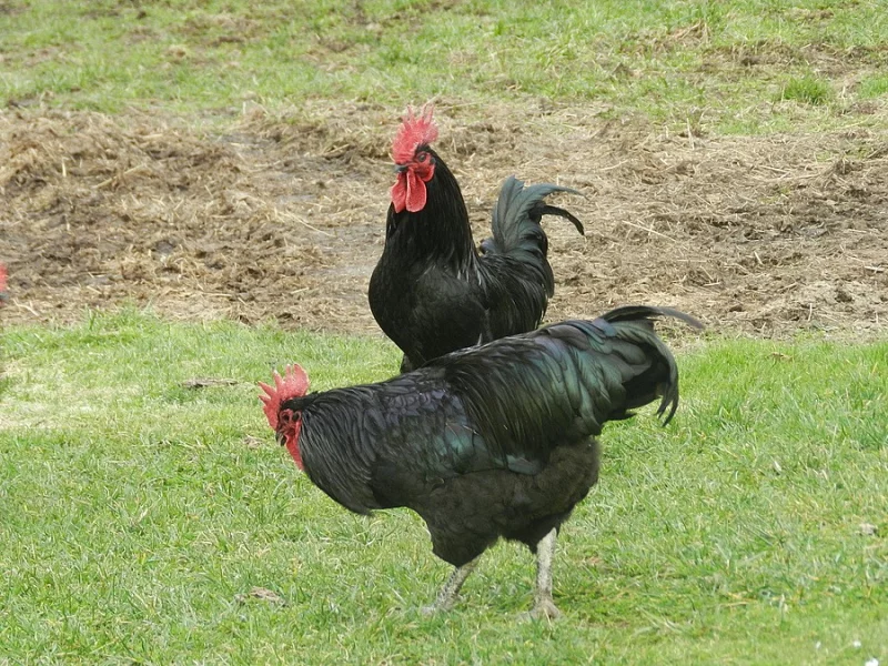 Jersey Giant /zersejsky obr/ nasadova vejce