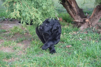 Prodám pejska Flat Coated Retrievera