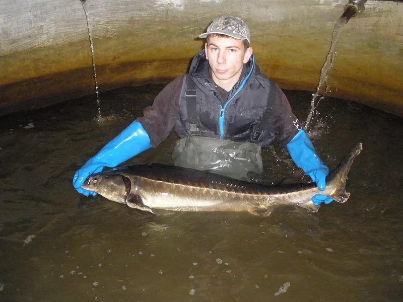 Prodej jeseterů ruských 10-20kg