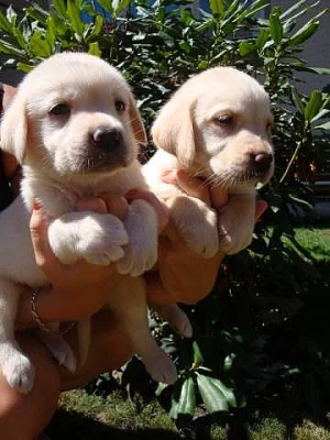 Labrador, Labradorský retrívr