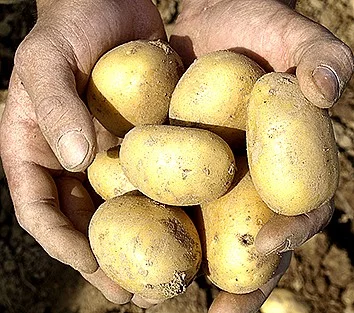 Farmářská sadba