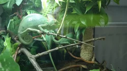 Chameleon Jemenský - 6 měsíční samičky