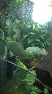 Chameleon Jemenský - 6 měsíční samičky