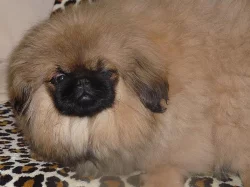 Pekinéz