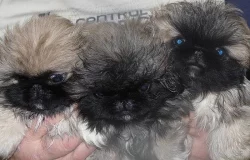 Pekinéz