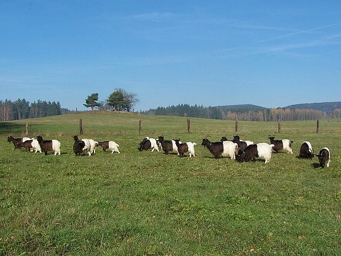 prodám Walliserská koza - kozlík k prodeji