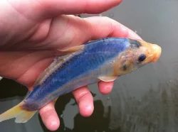 Koi kapr