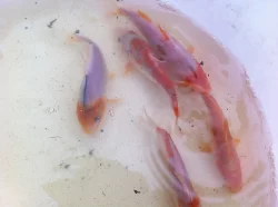 Koi kapr